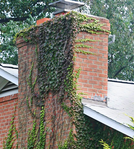vines growing on chimney in  richmond va