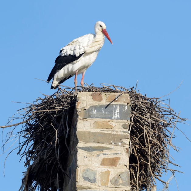 chimney debris, henrico va